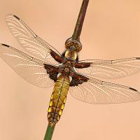 Broad Bodied Chaser female 4 